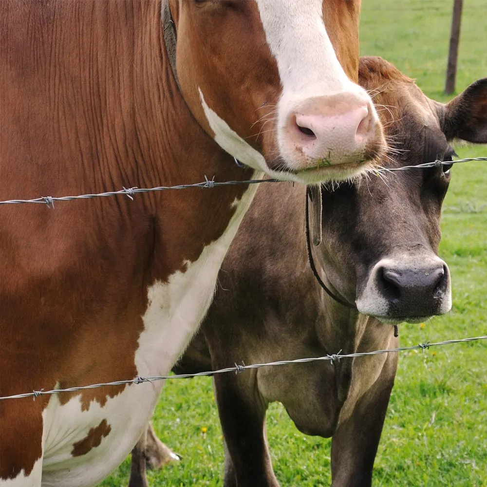 Barbed, Electric & Razor Wire